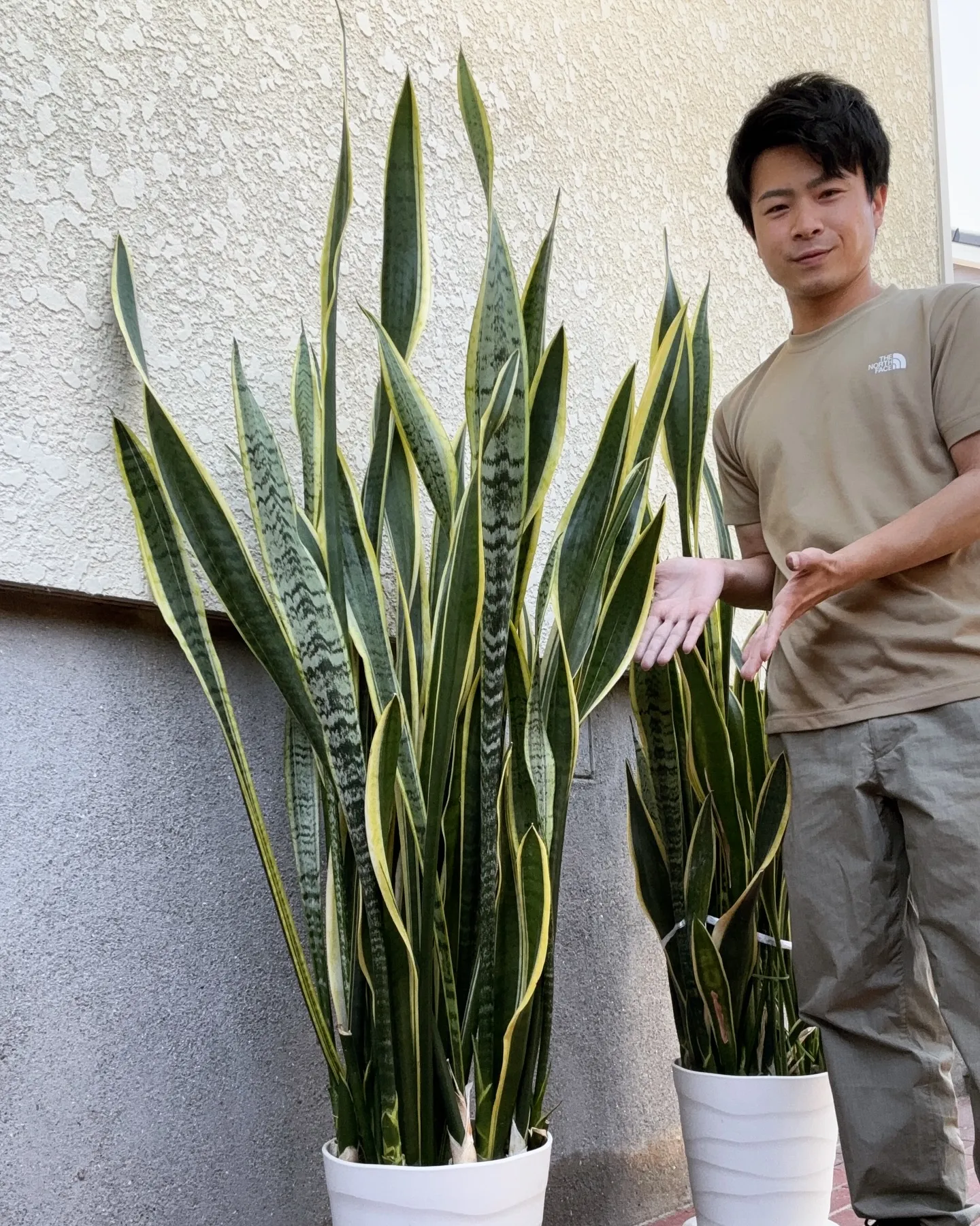 《植替えのご依頼をいただきました🌿サンスベリアをリフレッシュ...