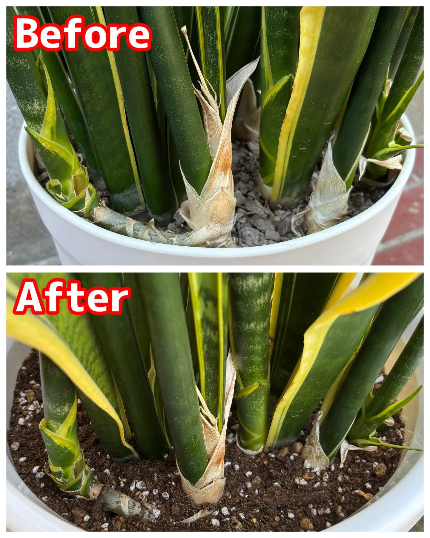 《植替えのご依頼をいただきました🌿サンスベリアをリフレッシュ...