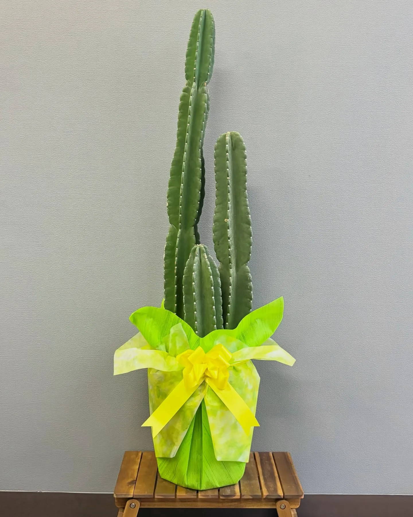 《開店祝いの贈り物に🌿》