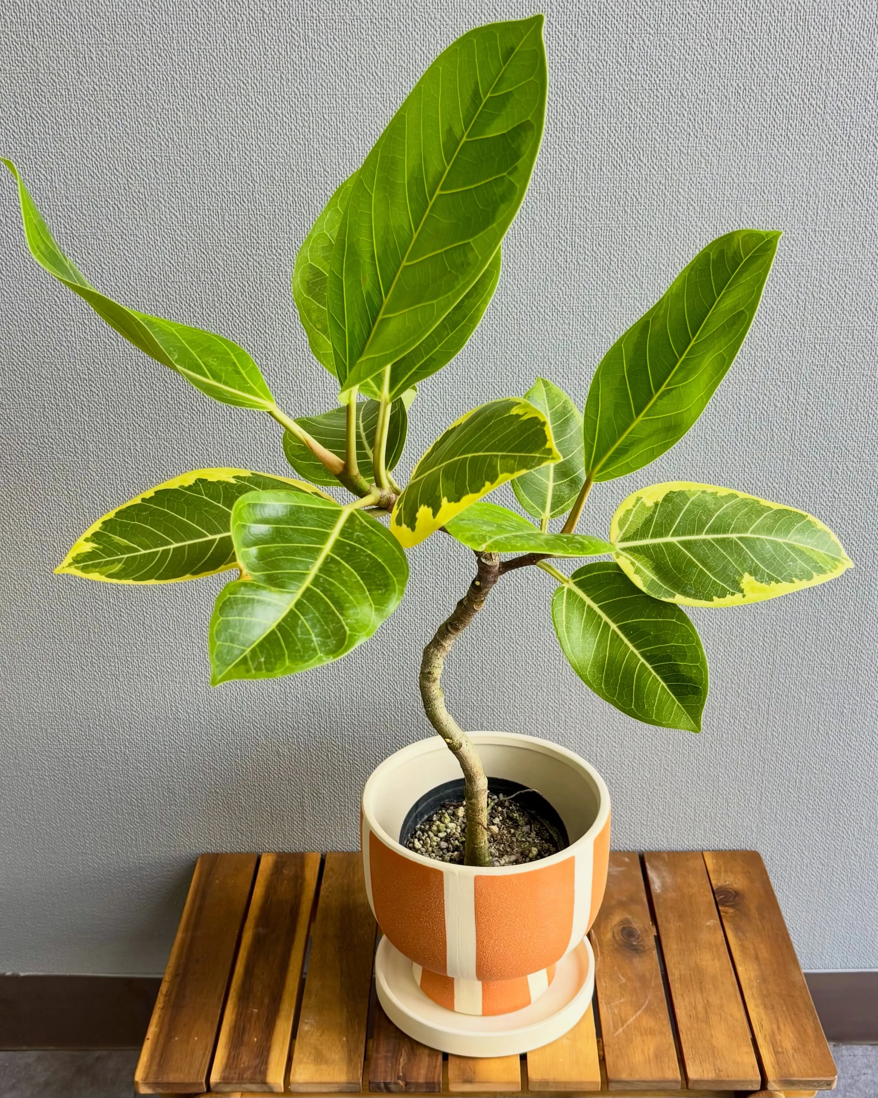 《フィカス・アルテシーマ入荷しました🌿》