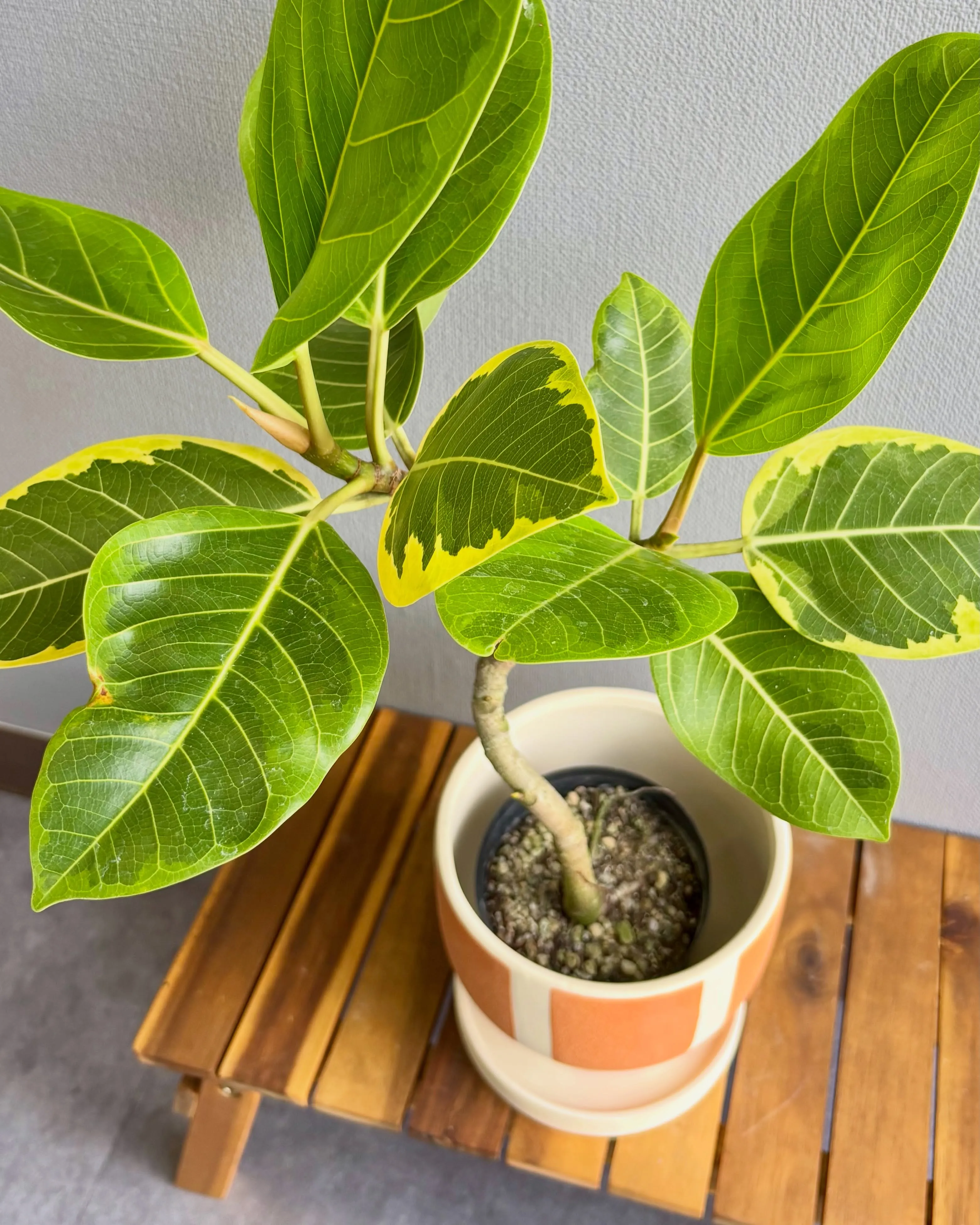 《フィカス・アルテシーマ入荷しました🌿》