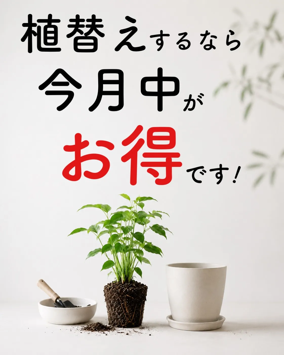 《植替えするなら今月がかなりお得🪴》