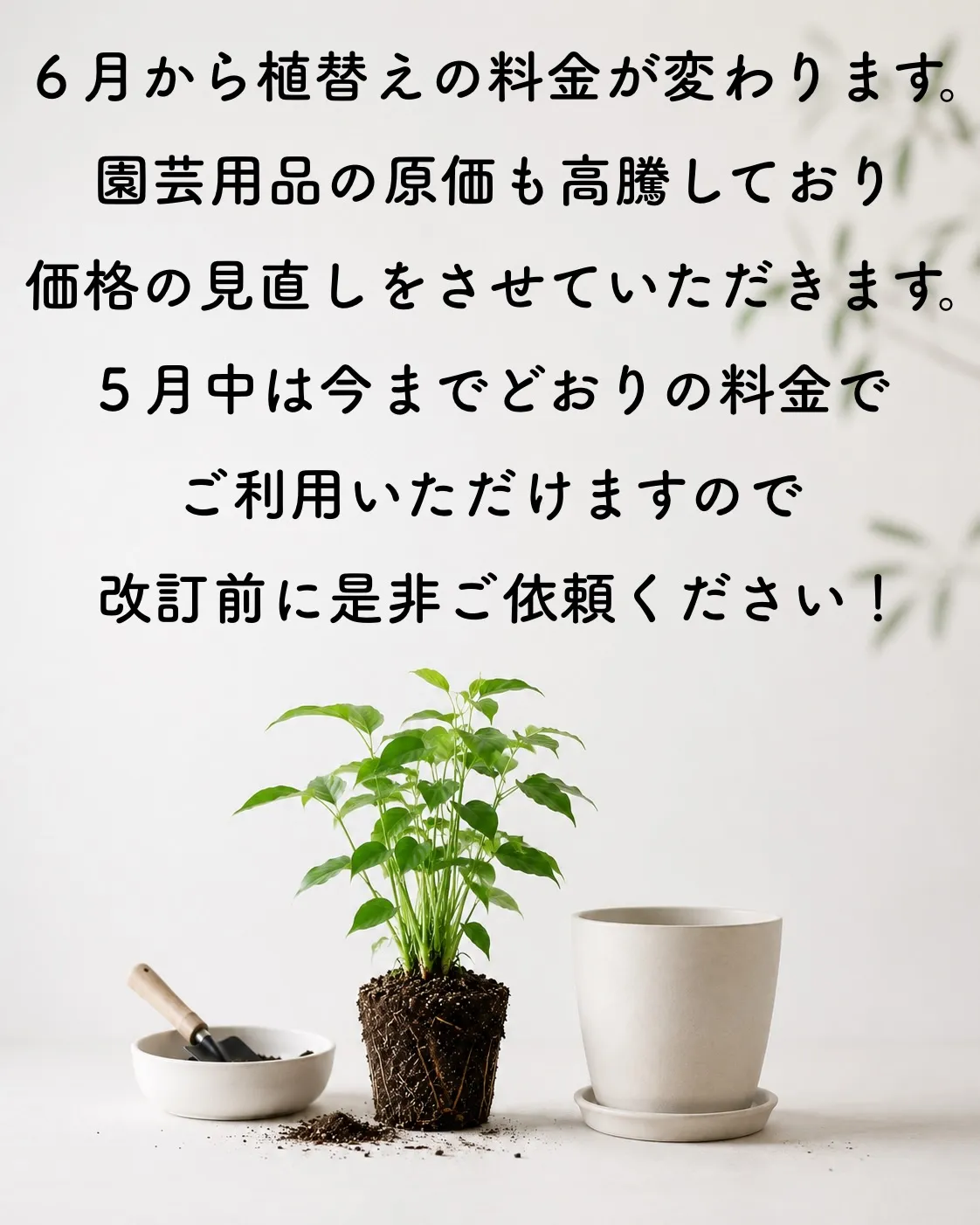 《植替えするなら今月がかなりお得🪴》