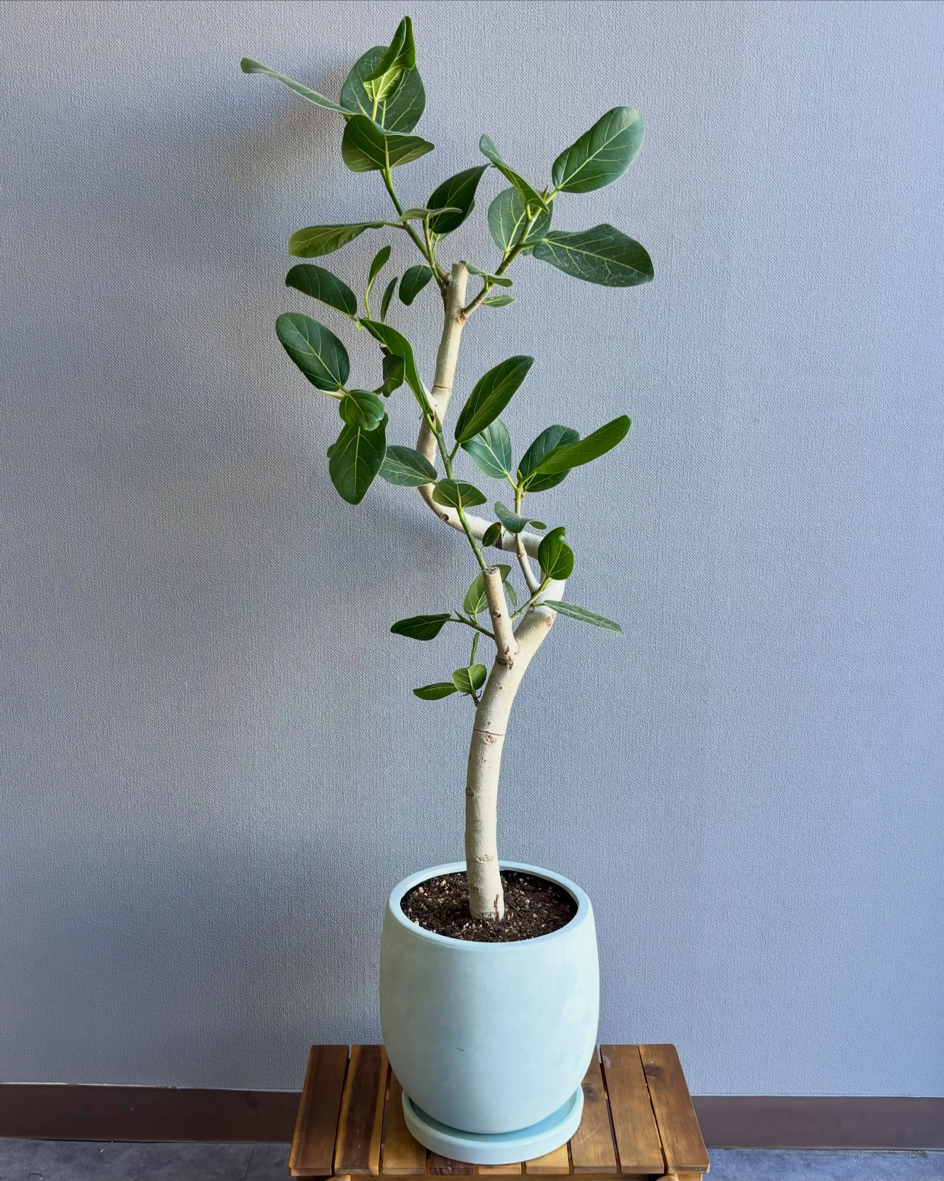 《ベンガレンシスを植替えてお渡ししました🌿》