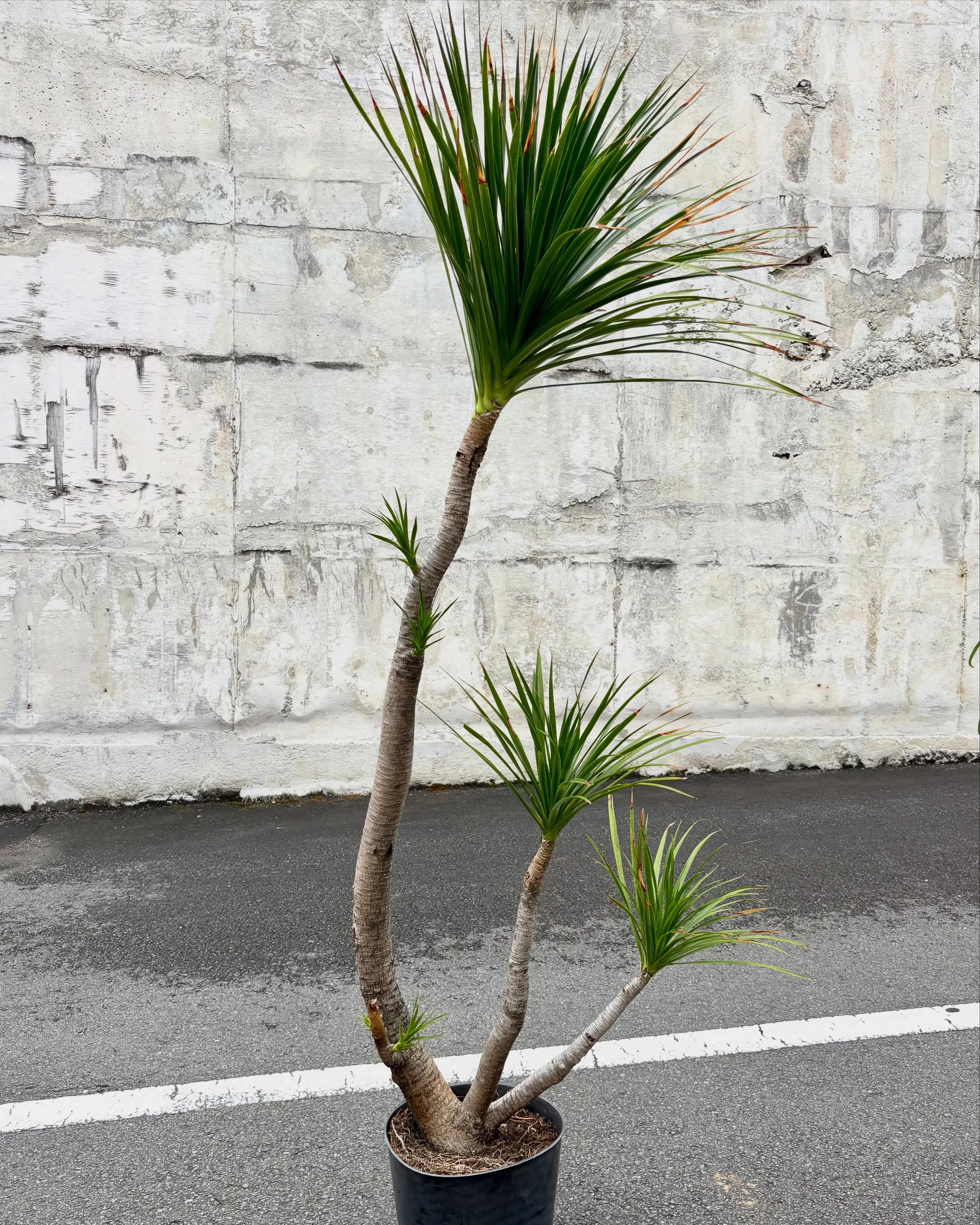 《ずっと気になっていた“あの植物”を任せていただきました🌿》