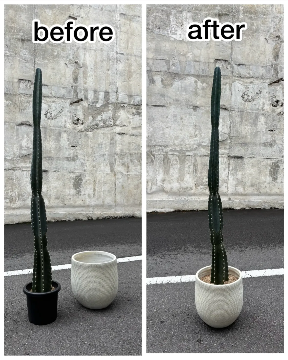 《ずっと気になっていた“あの植物”を任せていただきました🌿》