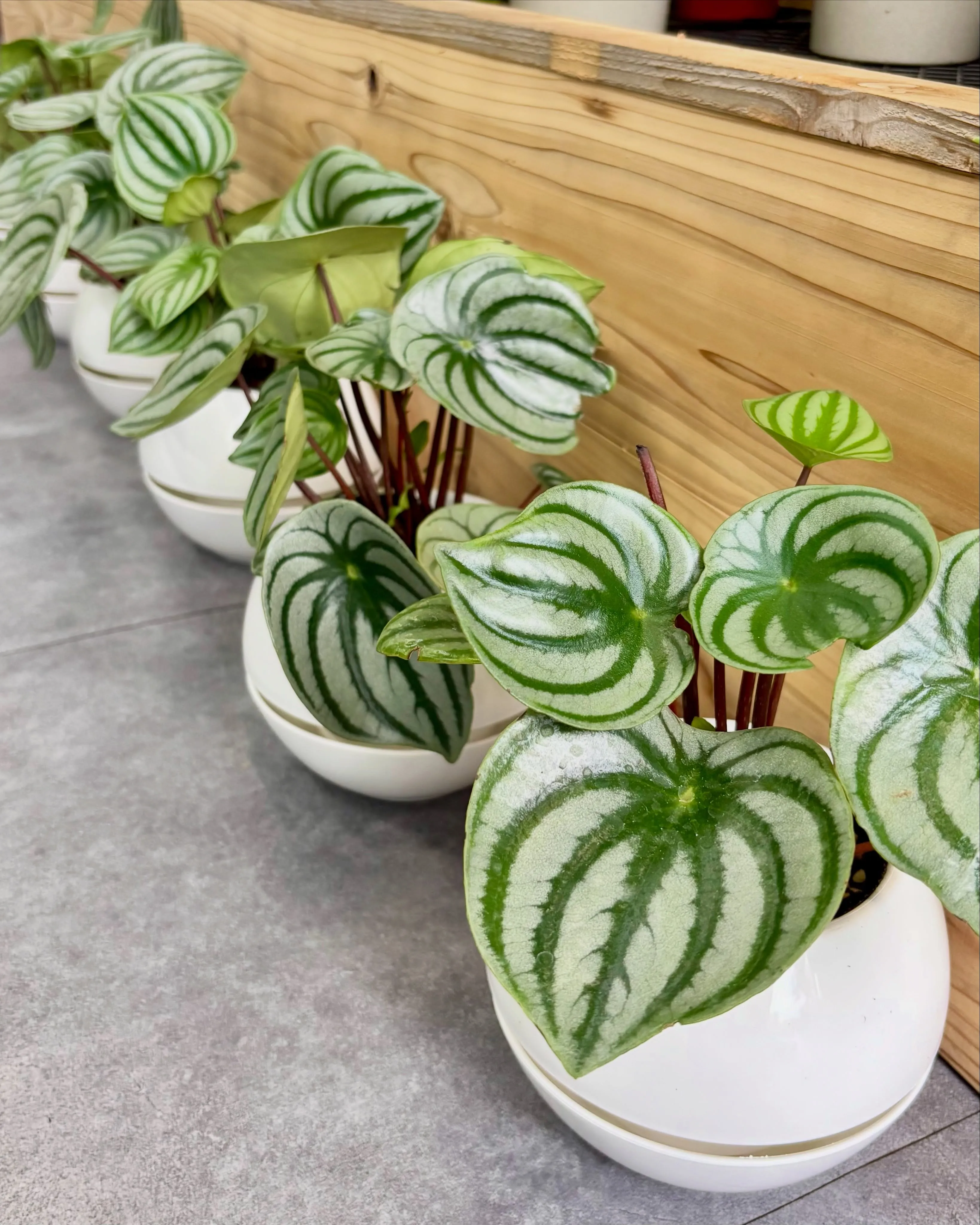 《新入荷のグリーンたちをご紹介》