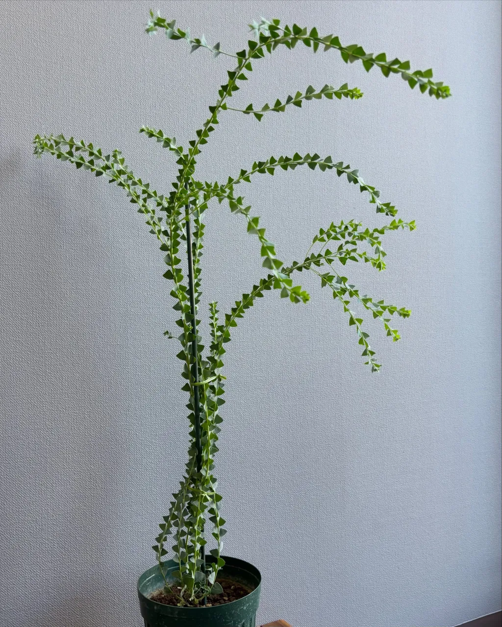 🌿 新入荷植物のご紹介 🌿