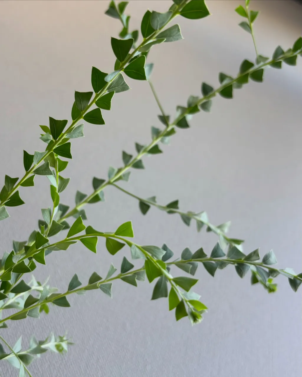 🌿 新入荷植物のご紹介 🌿