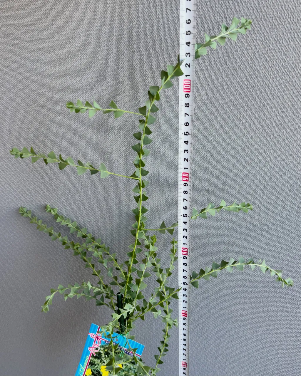 🌿 新入荷植物のご紹介 🌿
