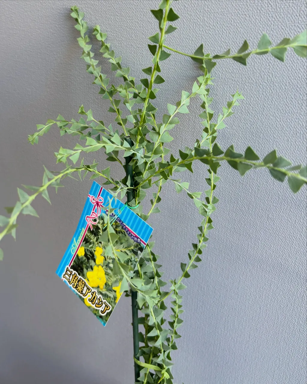 🌿 新入荷植物のご紹介 🌿