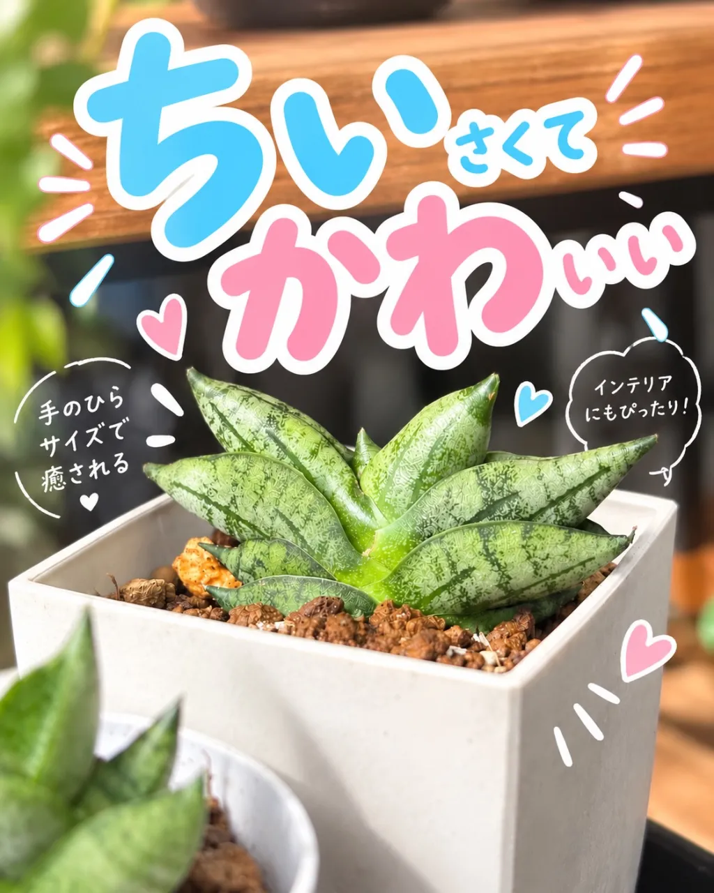 🪴 ちいさくて、かわいい。