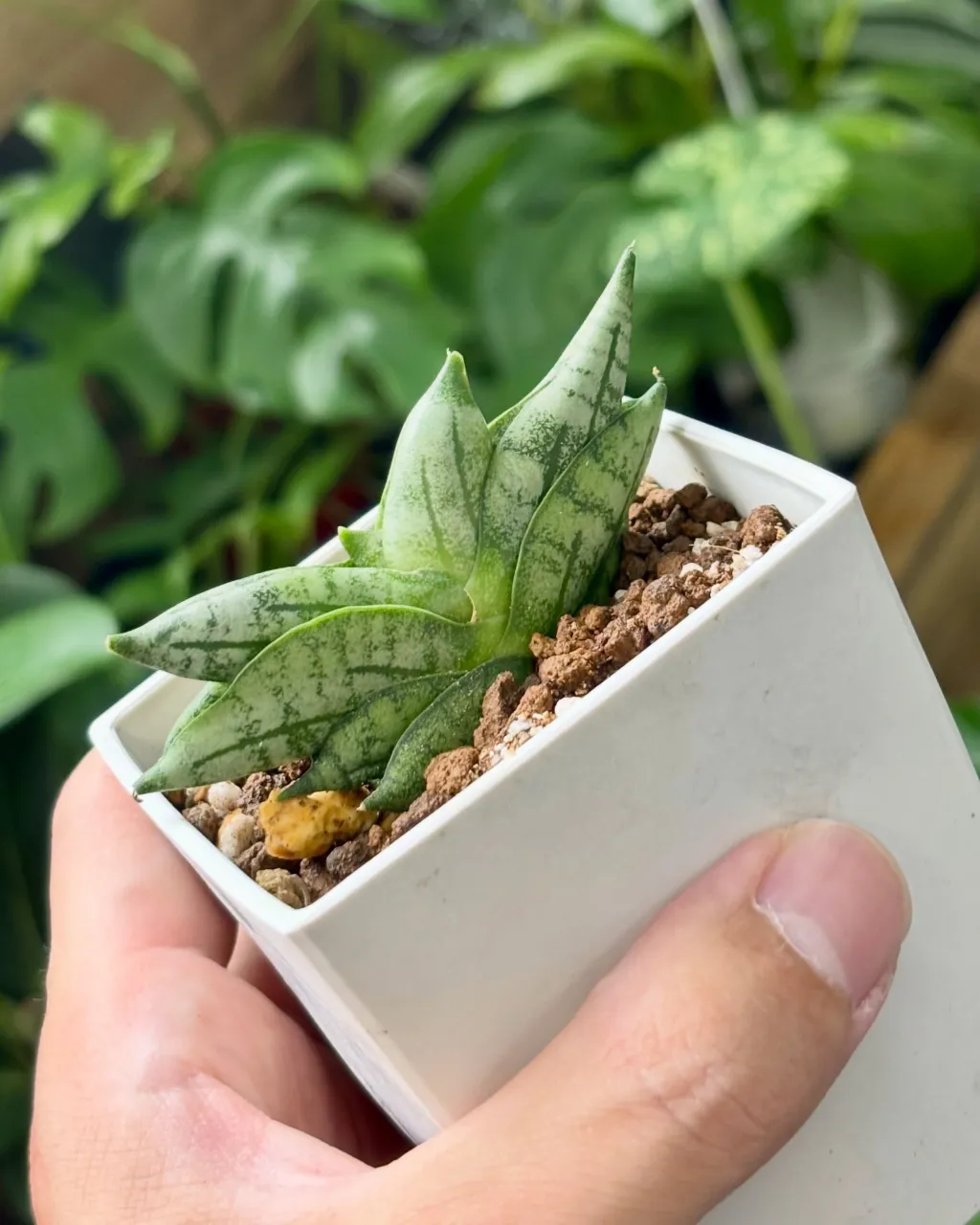 🪴 ちいさくて、かわいい。
