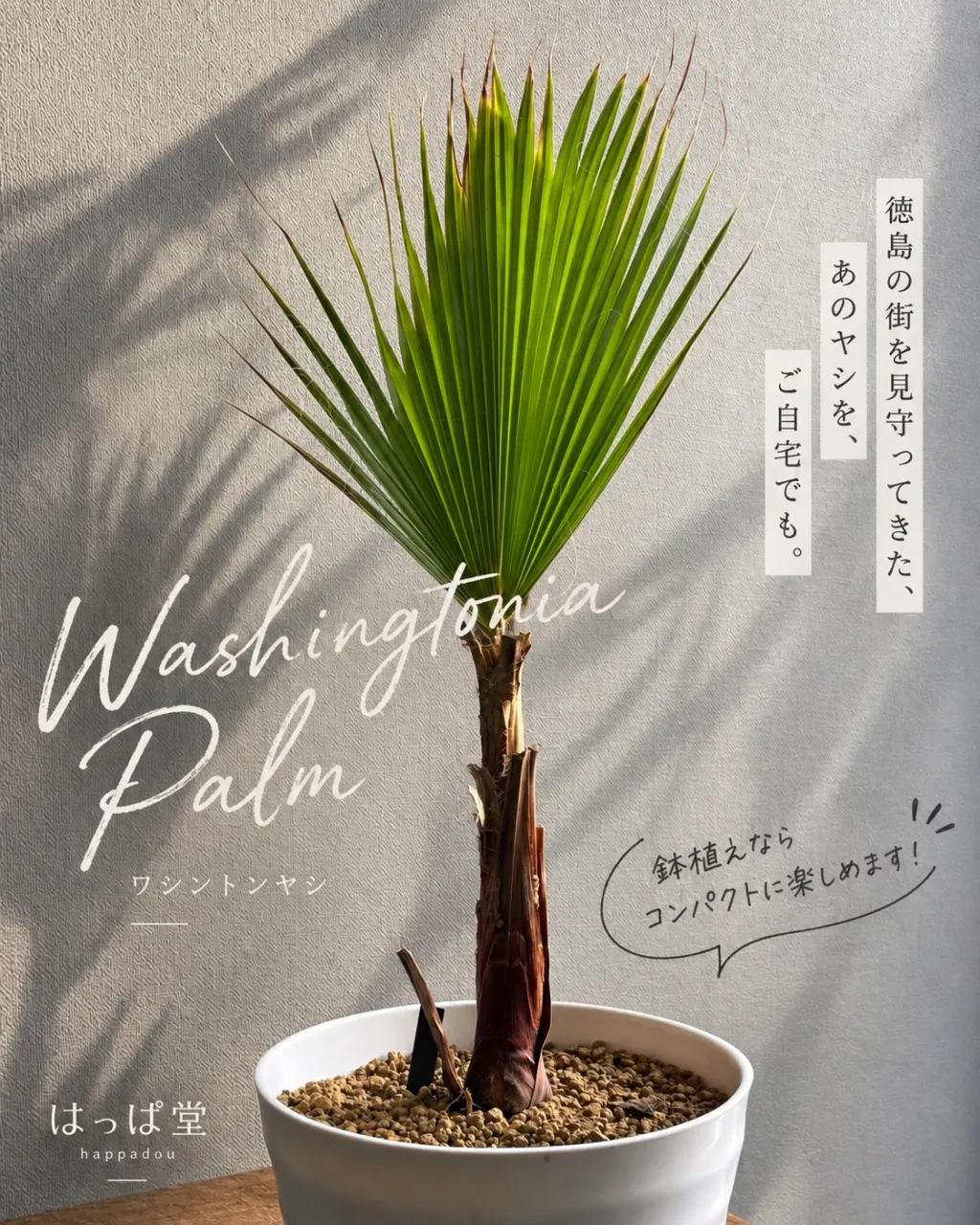 🌴 ワシントンヤシ、育ててみませんか?