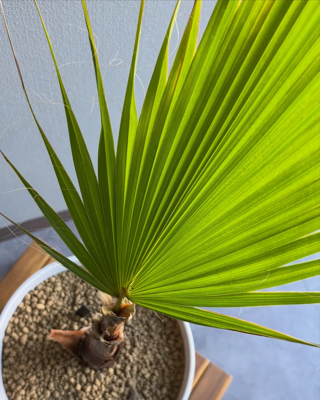 🌴 ワシントンヤシ、育ててみませんか?