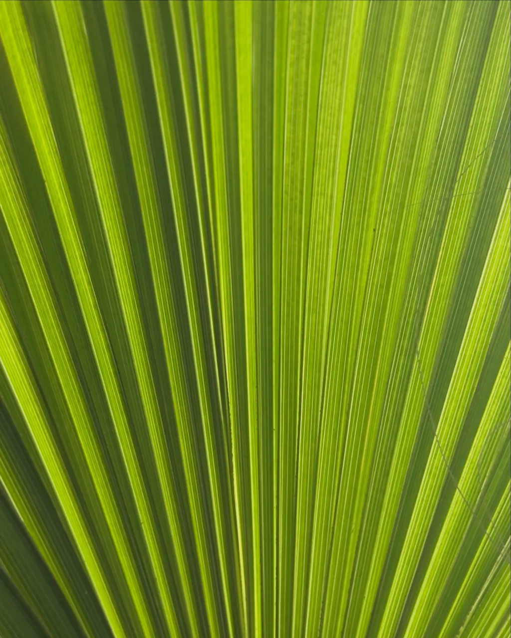 🌴 ワシントンヤシ、育ててみませんか?