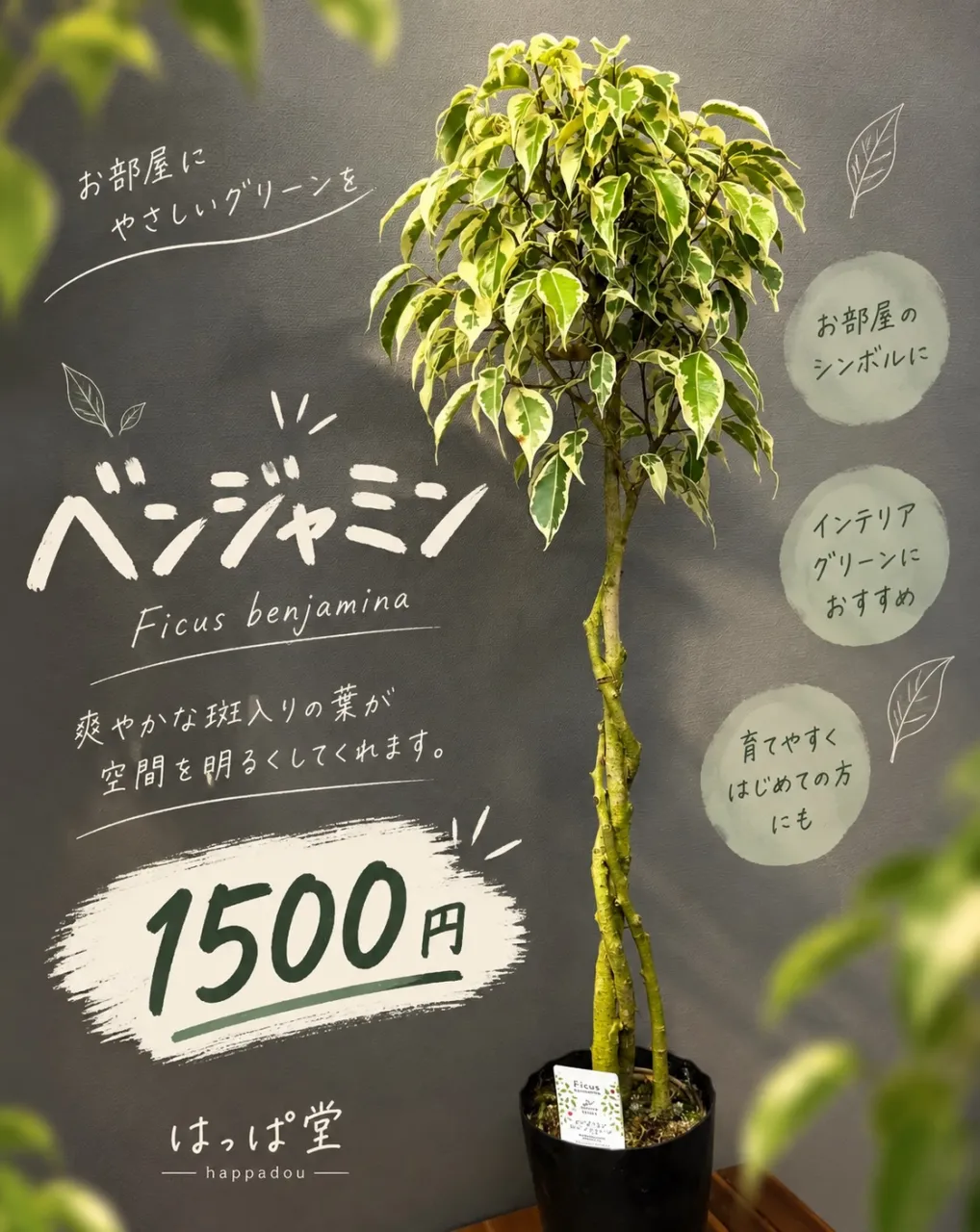 ベンジャミン・ビューティクイーン入荷しました🌿