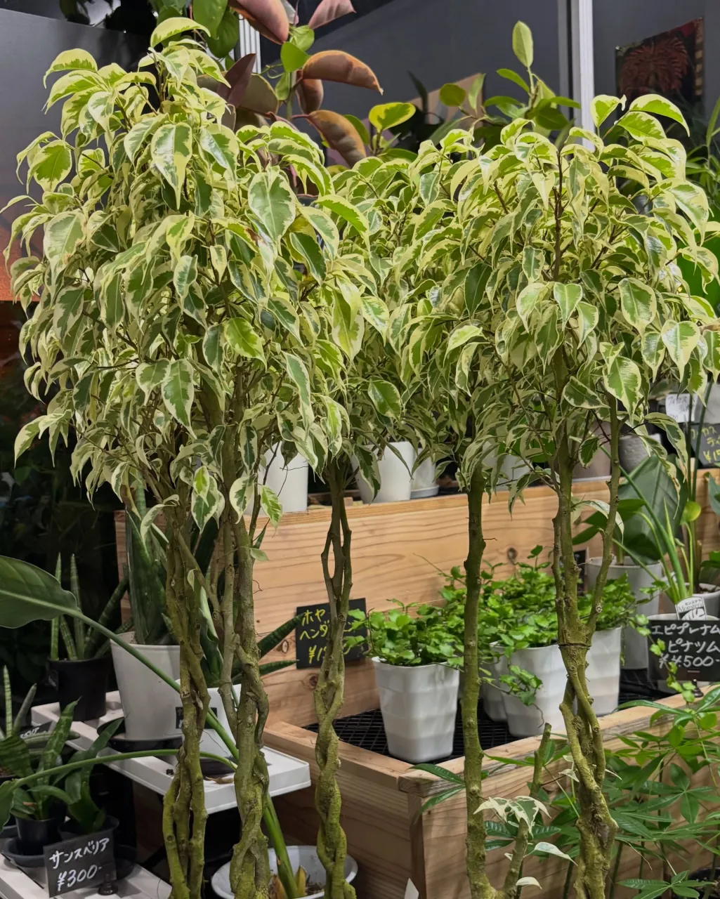 ベンジャミン・ビューティクイーン入荷しました🌿