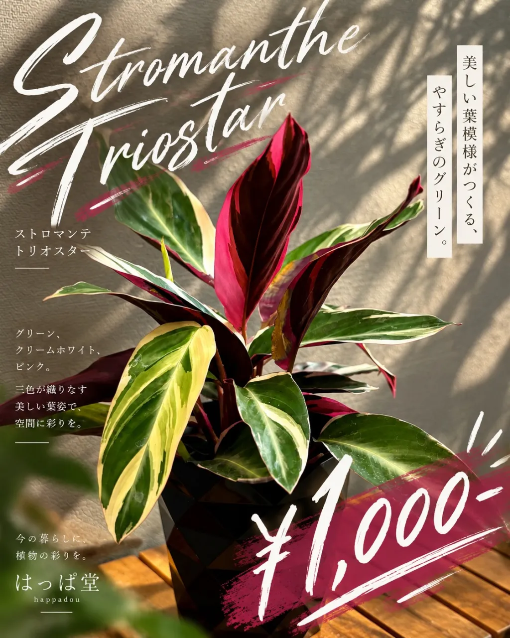 🌿 ストロマンテ トリオスター