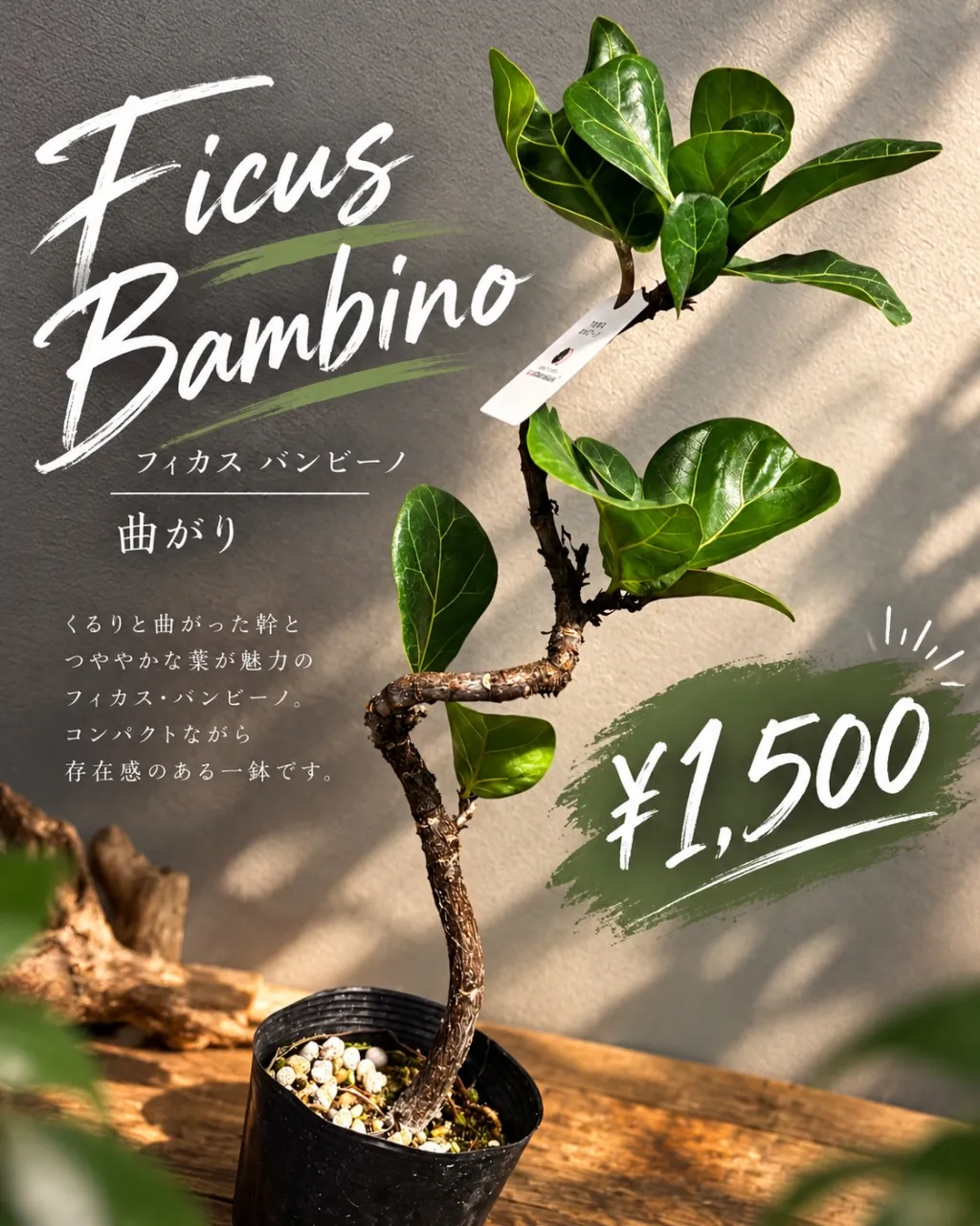 フィカス・バンビーノ【曲がり】入荷しました🌿