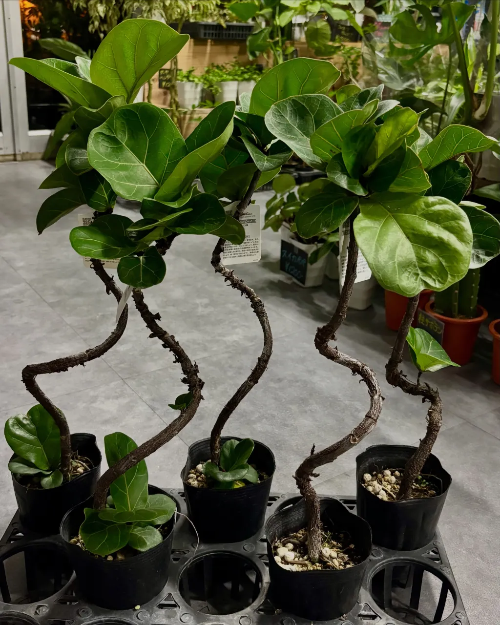 フィカス・バンビーノ【曲がり】入荷しました🌿