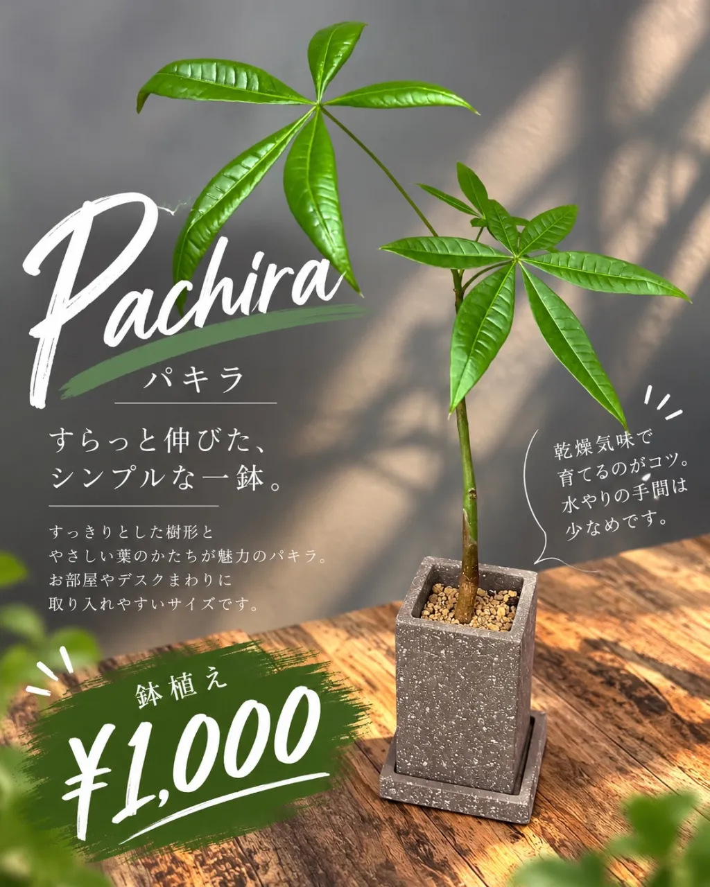 パキラの鉢植え、入荷しました🌿