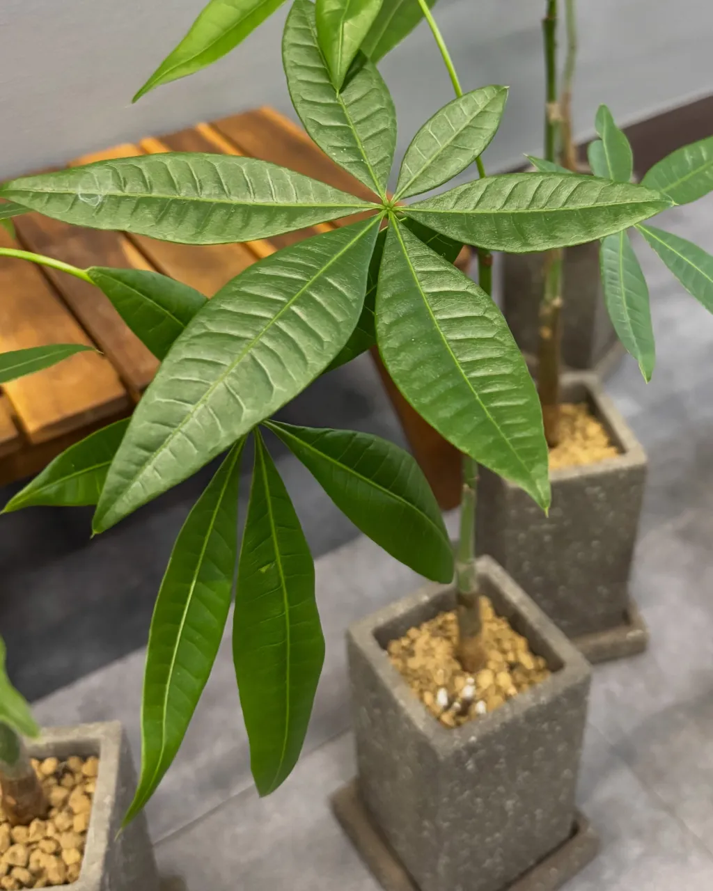パキラの鉢植え、入荷しました🌿