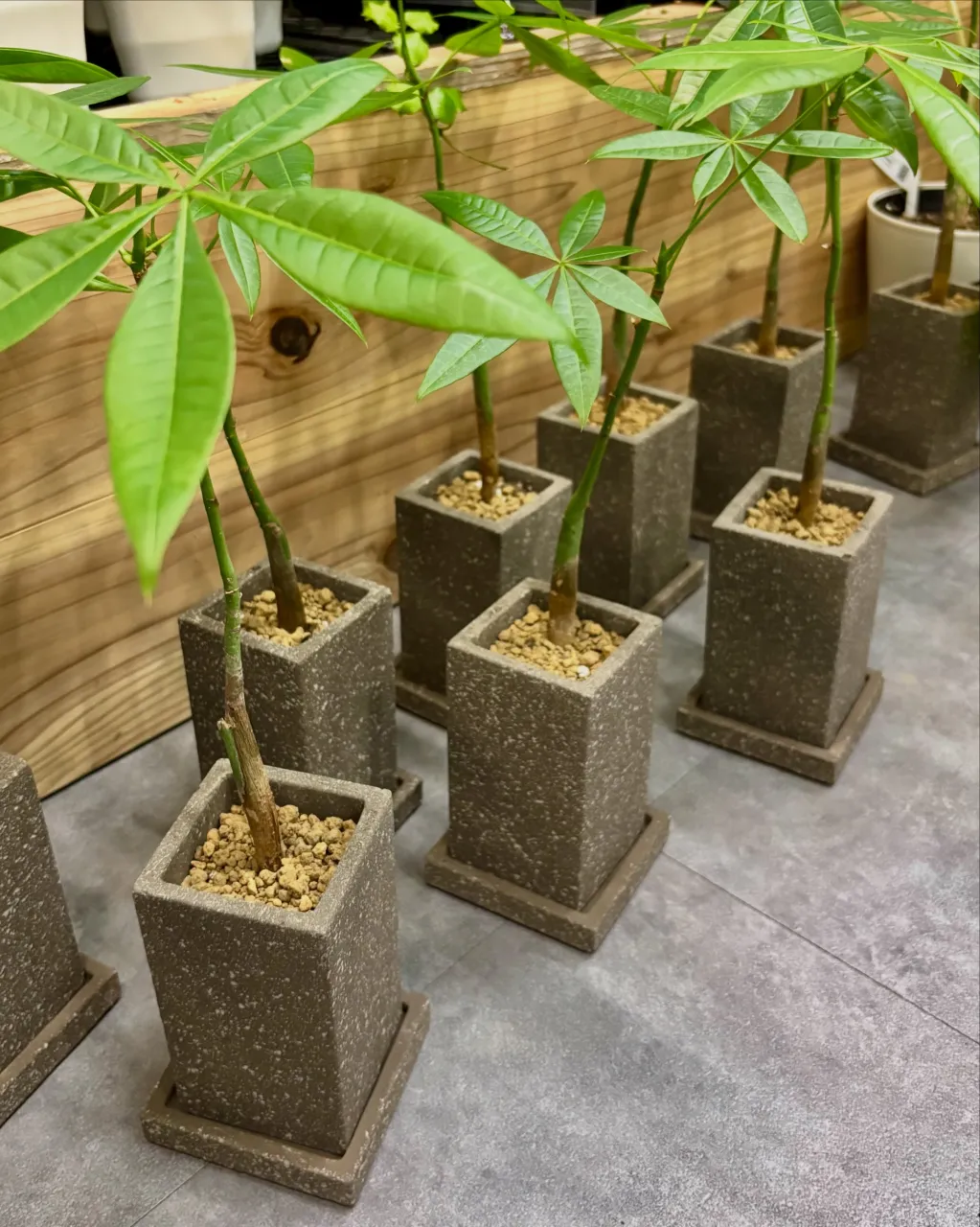 パキラの鉢植え、入荷しました🌿