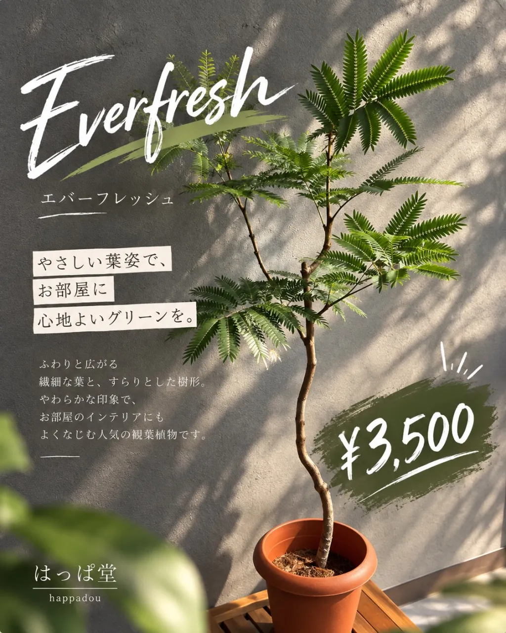 ふわっと広がる繊細な葉と、すらっと伸びた樹形が魅力のエバーフ...