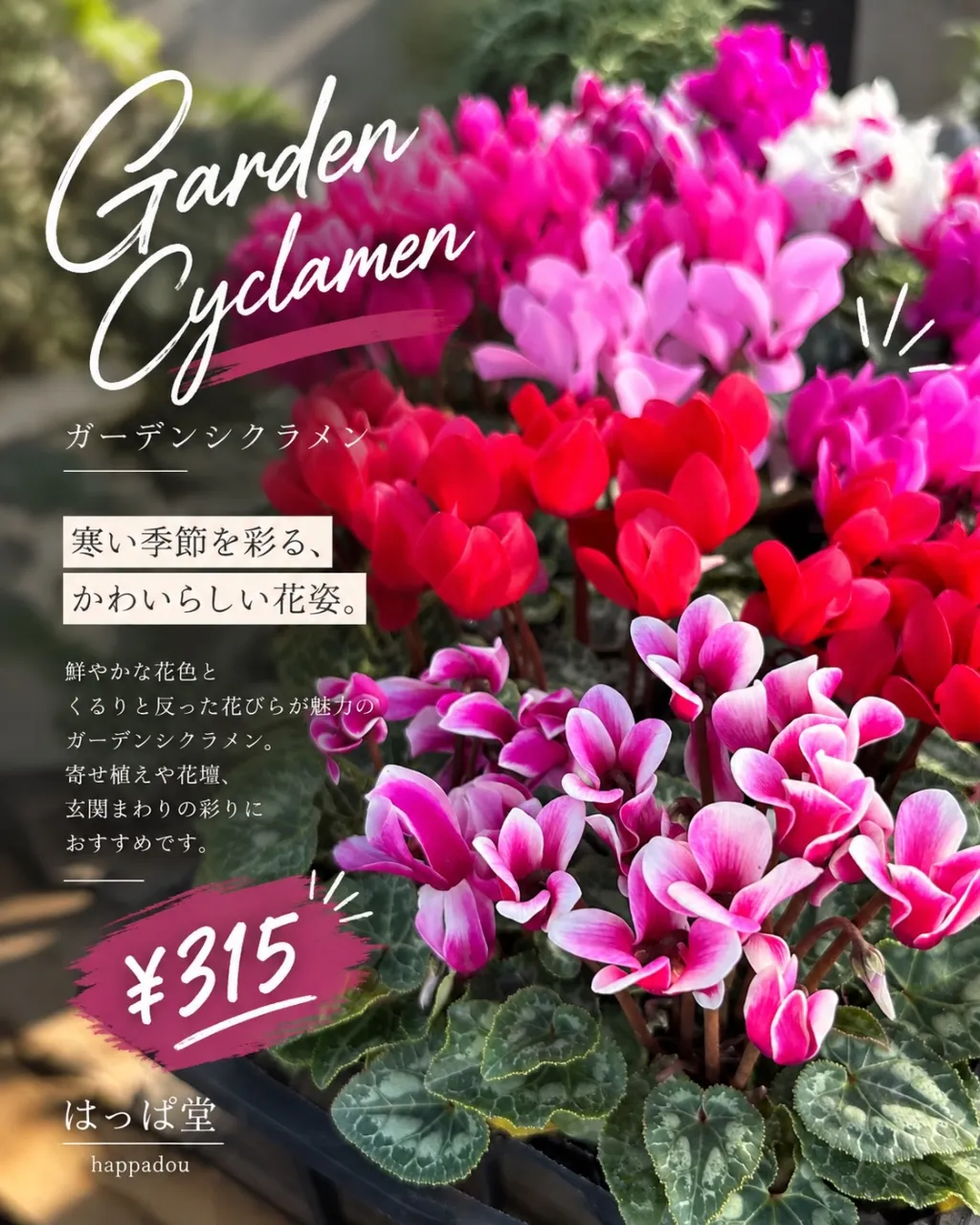 ガーデンシクラメン&ダイアンサス、入荷しました🌸