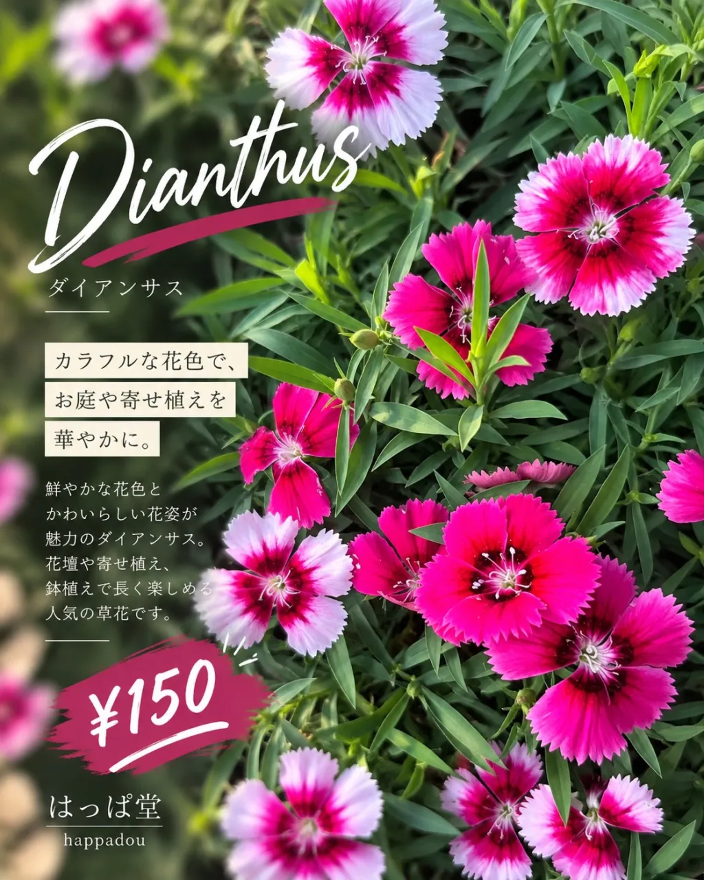 ガーデンシクラメン&ダイアンサス、入荷しました🌸