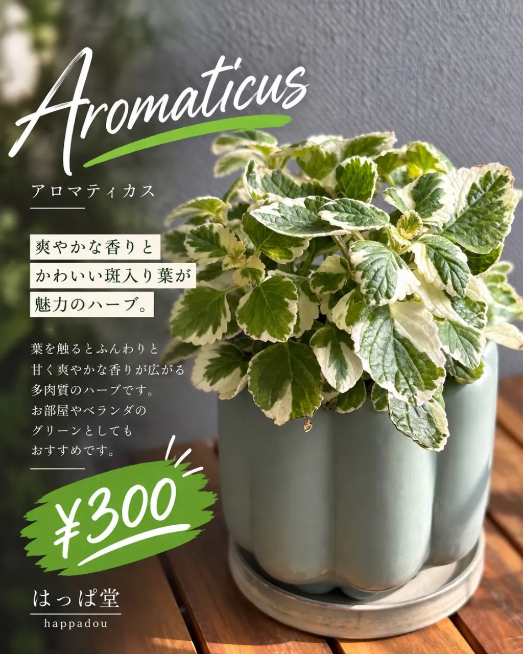 🌿 斑入りアロマティカス 入荷しました!