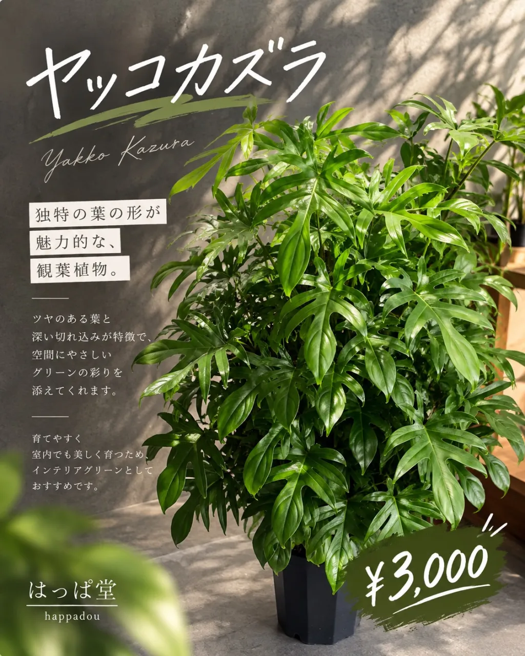 🌿 ヤッコカズラ