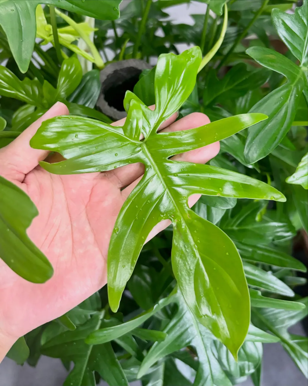 🌿 ヤッコカズラ