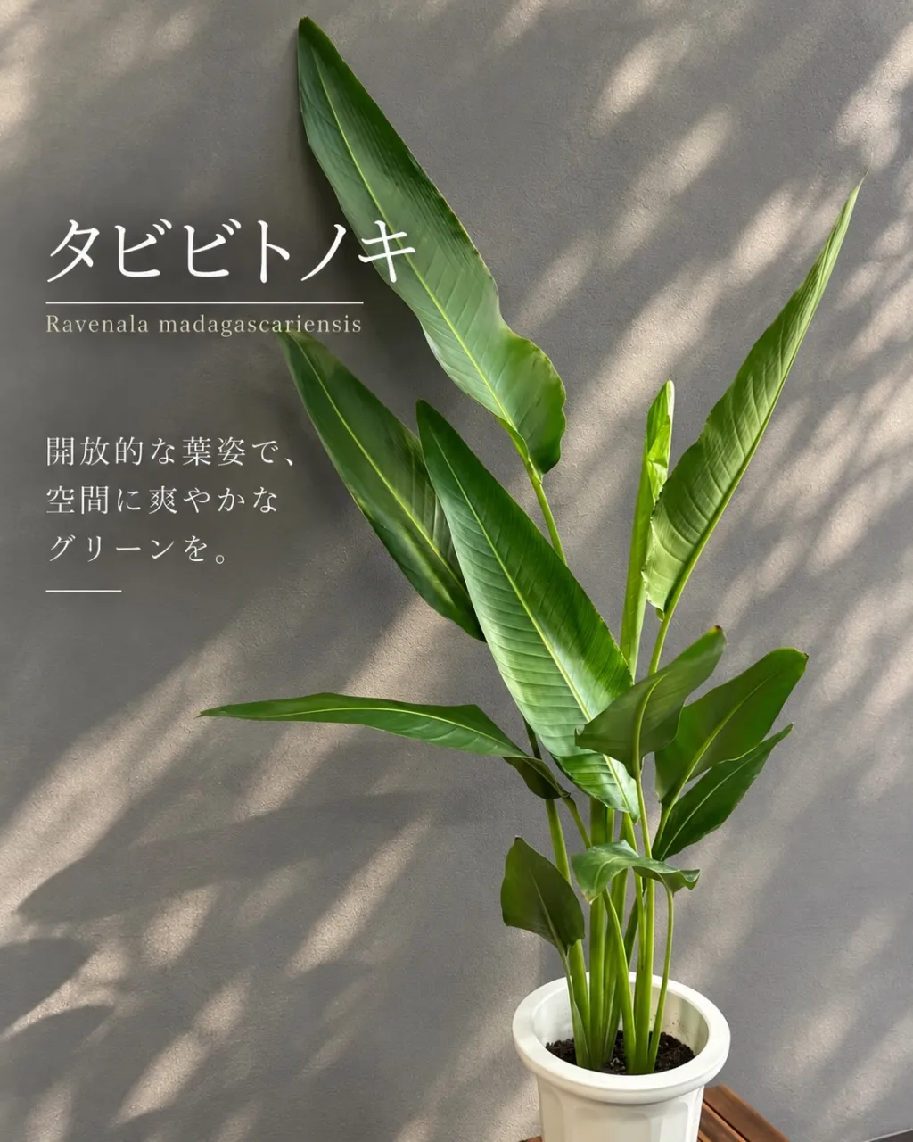 🌿 タビビトノキ(旅人の木)