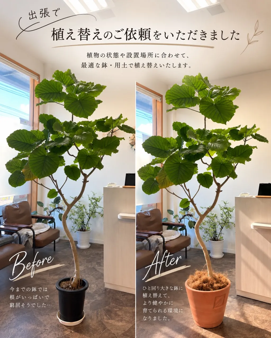 🌿 出張植え替えのご依頼をいただきました