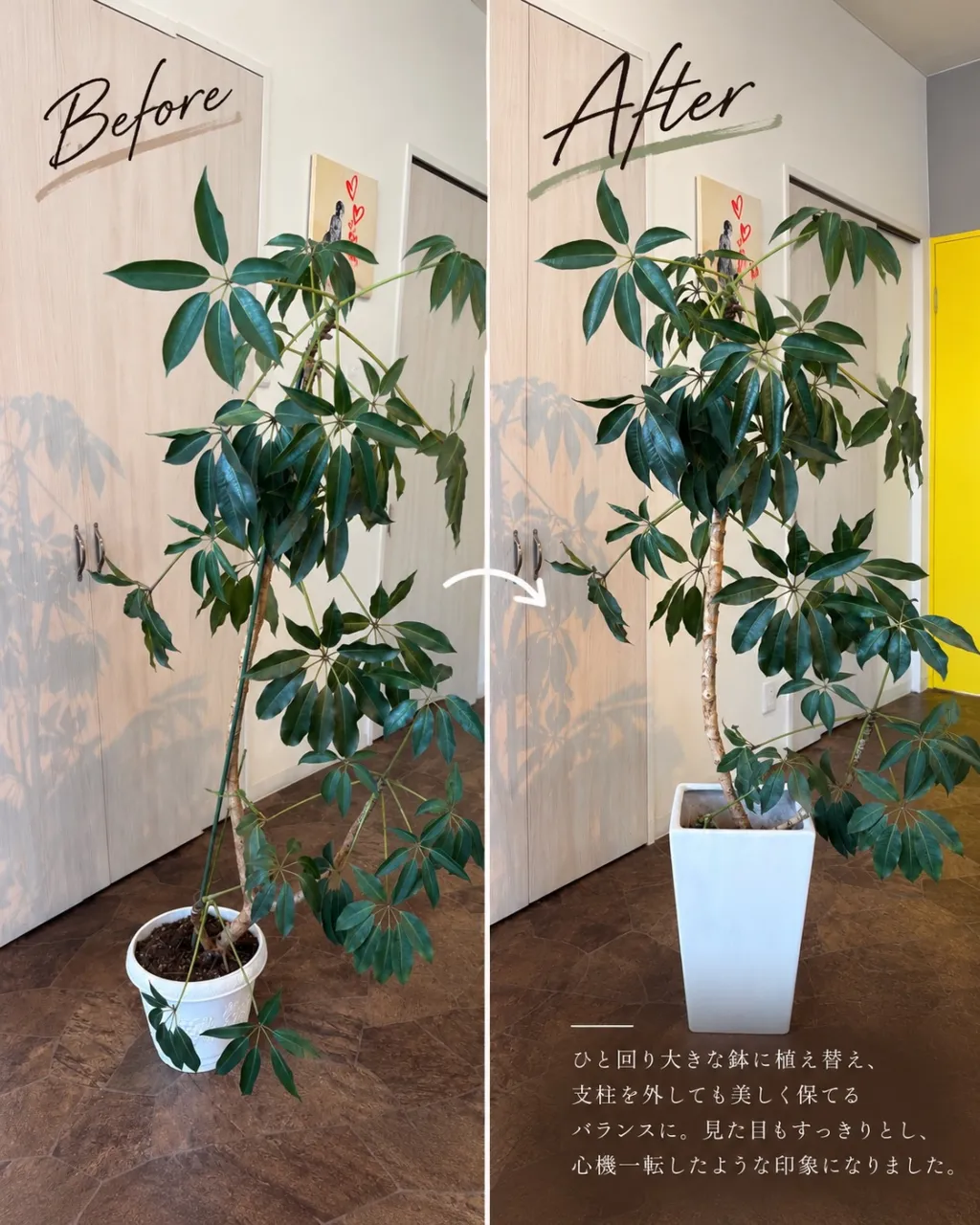 🌿 出張植え替えのご依頼をいただきました